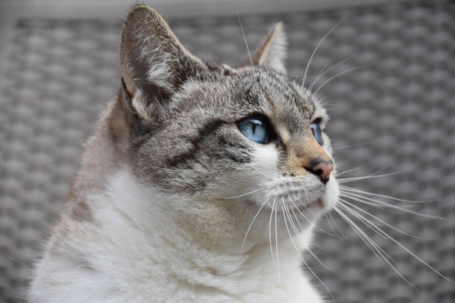 Cat S62 kiedy można spodziewać się premiery tego modelu?