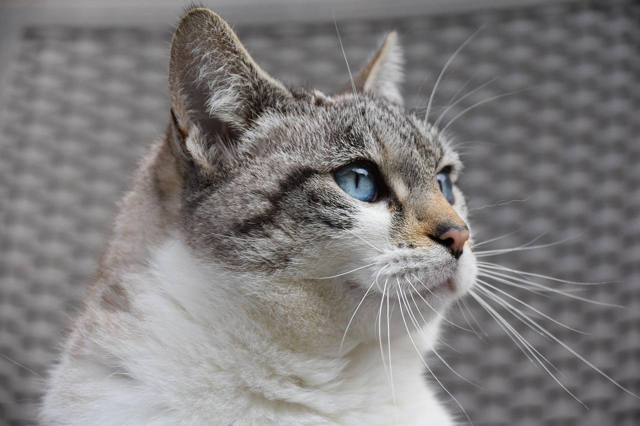 Cat S62 kiedy można spodziewać się premiery tego modelu?